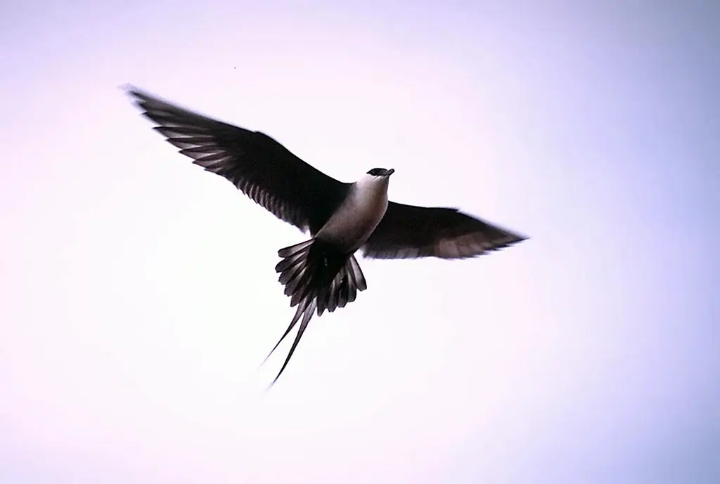 Long-tailed jaeger
