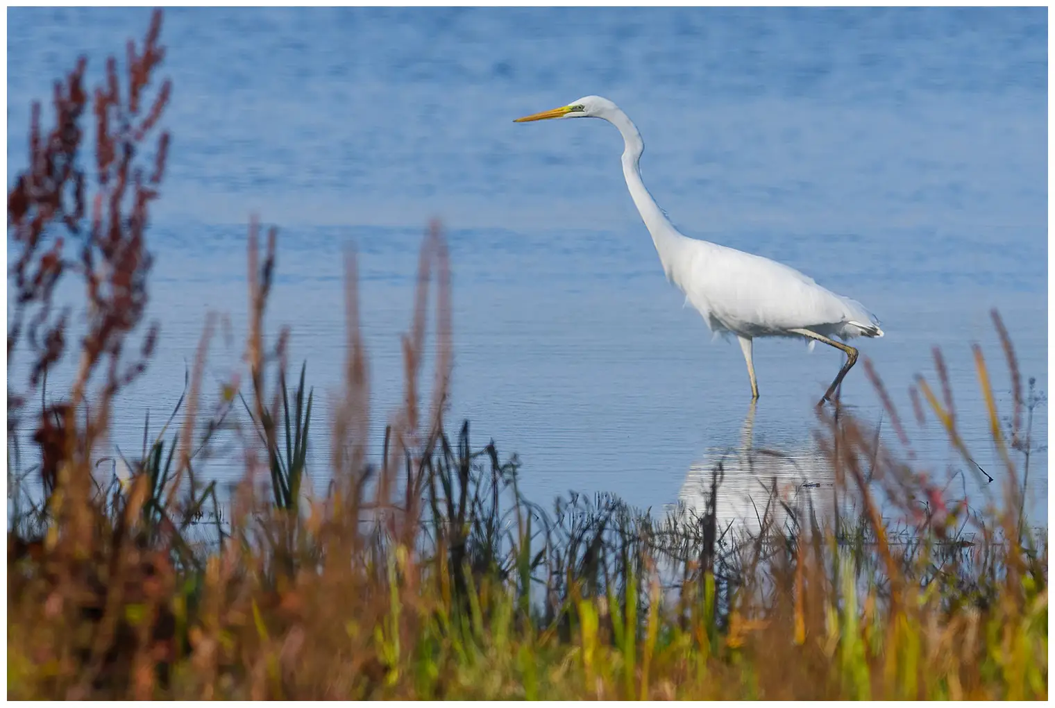 Great egret