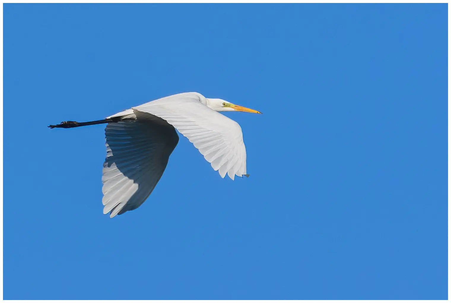 Great egret