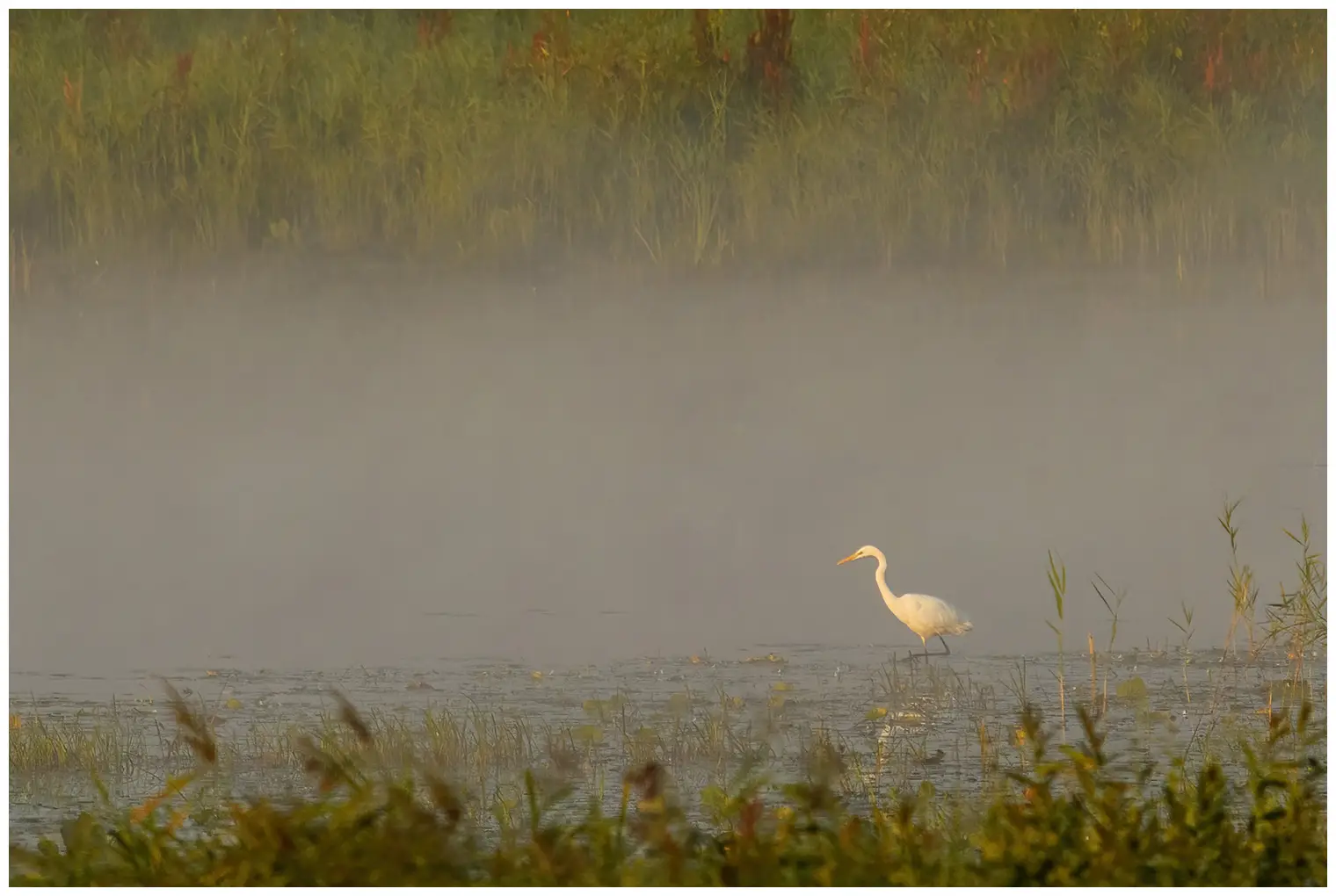 Great egret