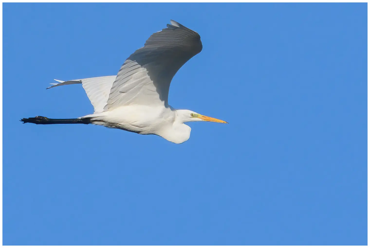 Great egret