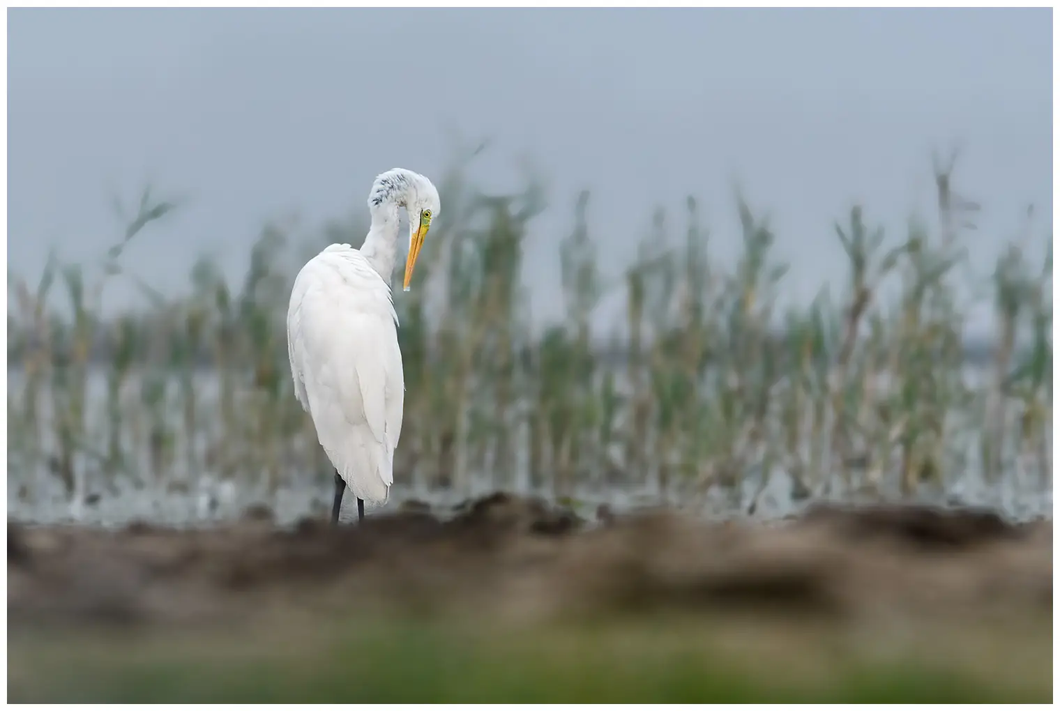 Great egret