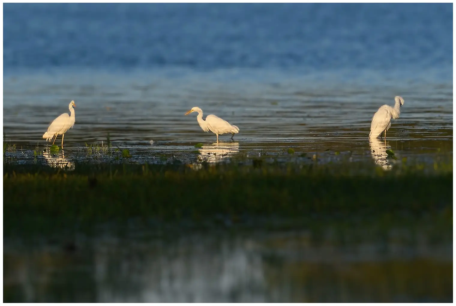 Great egret