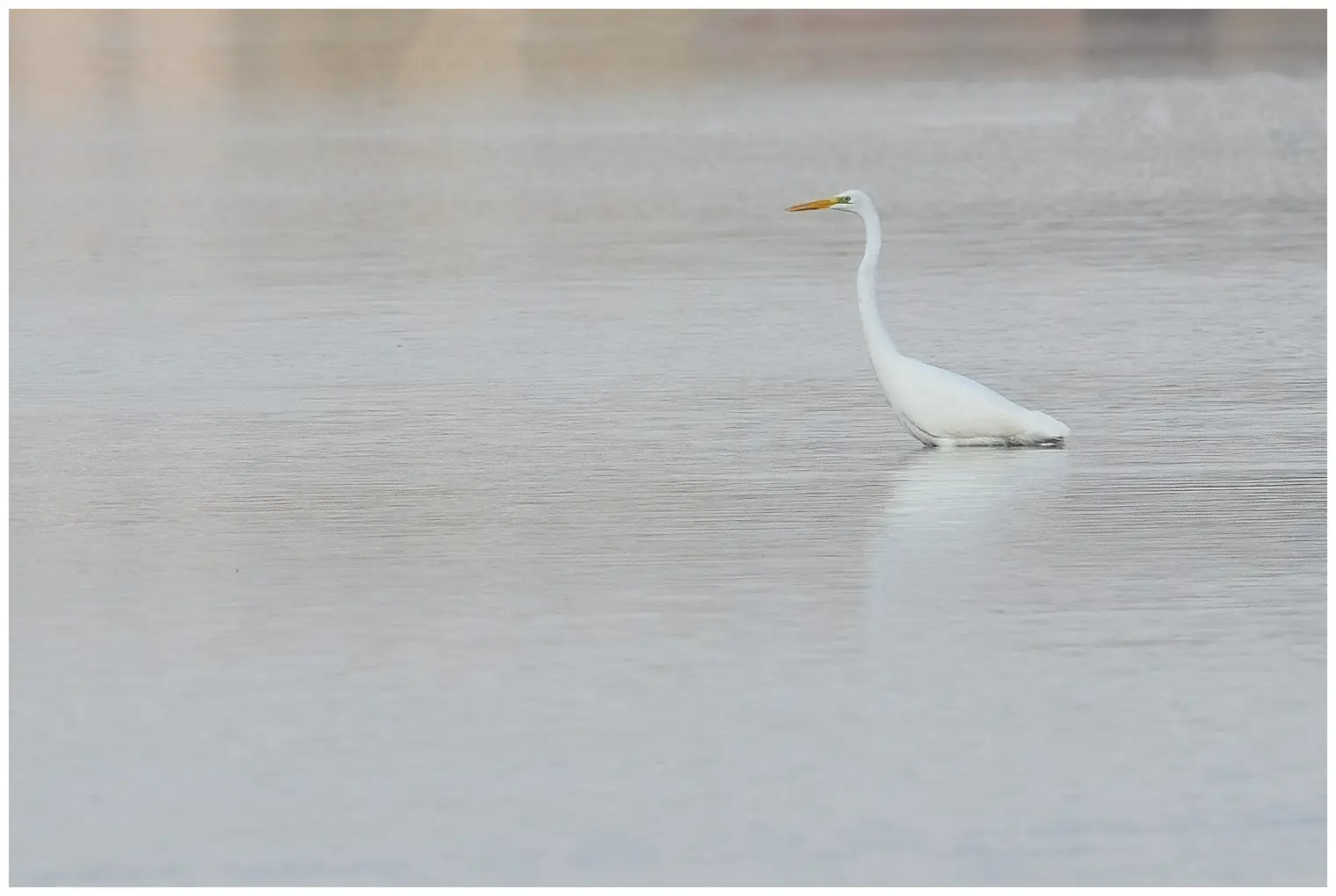 Great egret