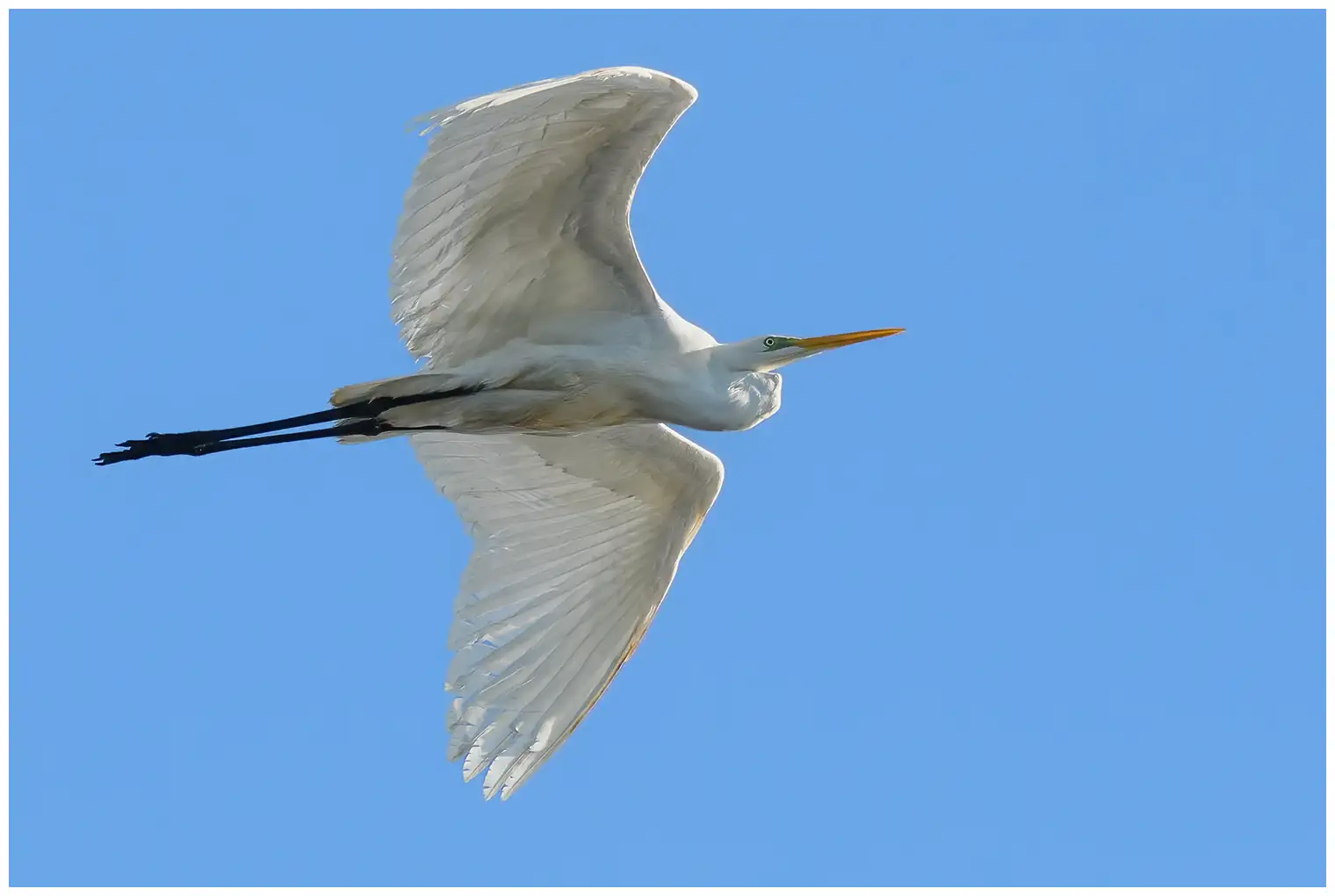Great egret