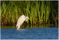 Great egret