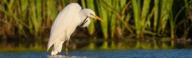 Great egret. Standing in water and scratching his chin with one foot. All white plumage.