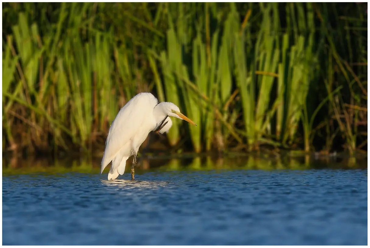 Great egret. Standing in water and scratching his chin with one foot. All white plumage.