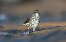 Louisiana waterthrush