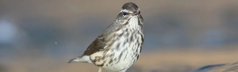 Louisiana waterthrush