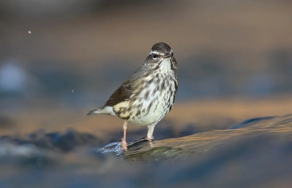 Louisiana waterthrush