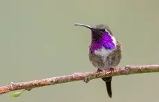 Lucifer hummingbird
