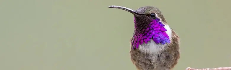 Lucifer hummingbird