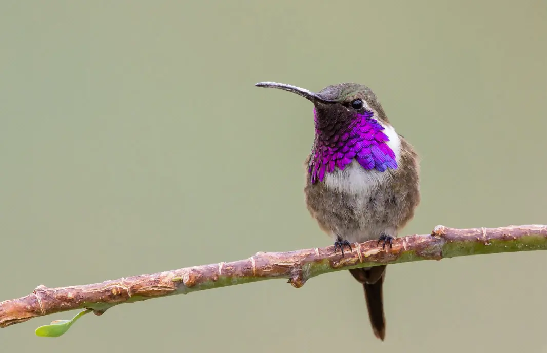 Lucifer hummingbird