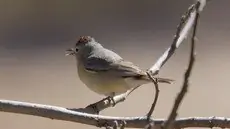 Lucy's warbler