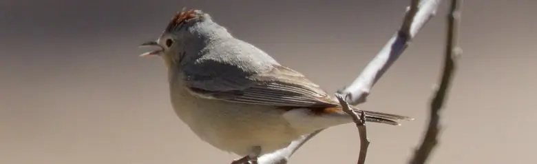 Lucy's warbler