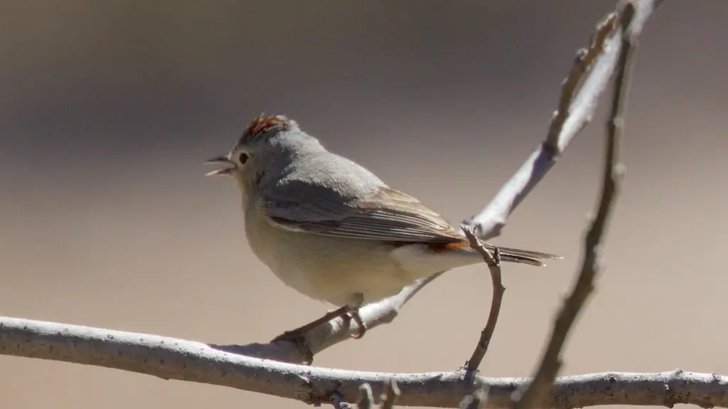 Lucy's warbler