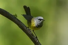 MacGillivray's warbler