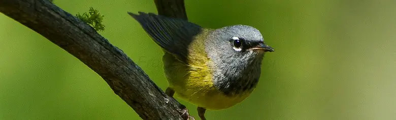 MacGillivray's warbler