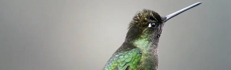 Magnificent hummingbird