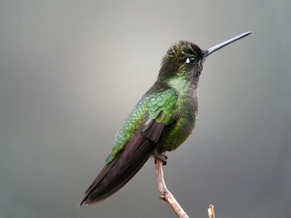 Magnificent hummingbird