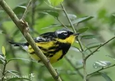 Magnolia warbler