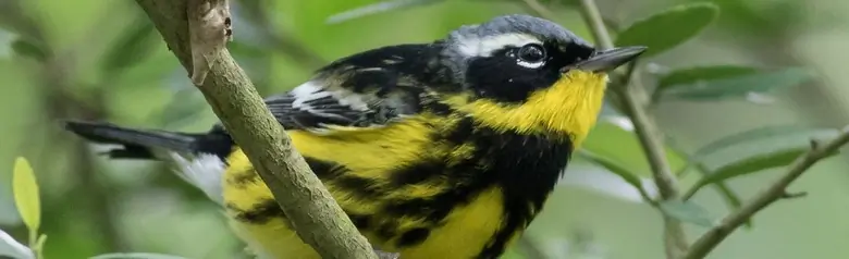 Magnolia warbler