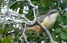 Mangrove cuckoo