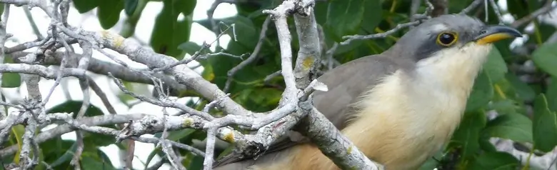 Mangrove cuckoo