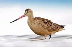 Marbled godwit