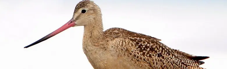 Marbled godwit