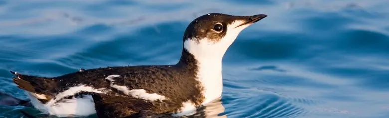 Marbled murrelet