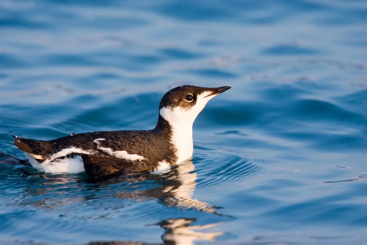 Marbled murrelet