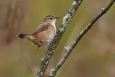 Marsh wren