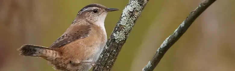 Marsh wren