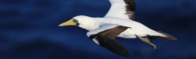 Masked booby
