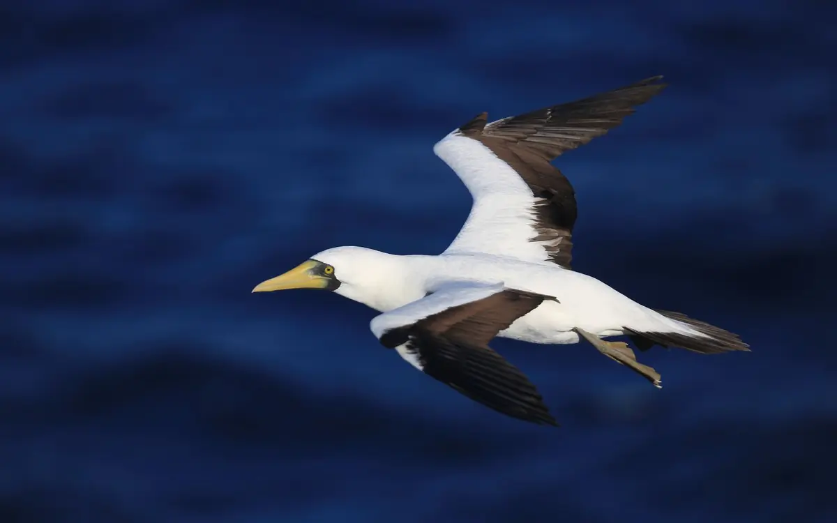 Masked booby