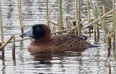 Masked duck