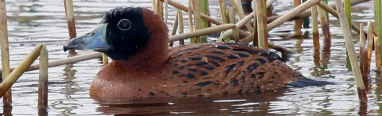 Masked duck