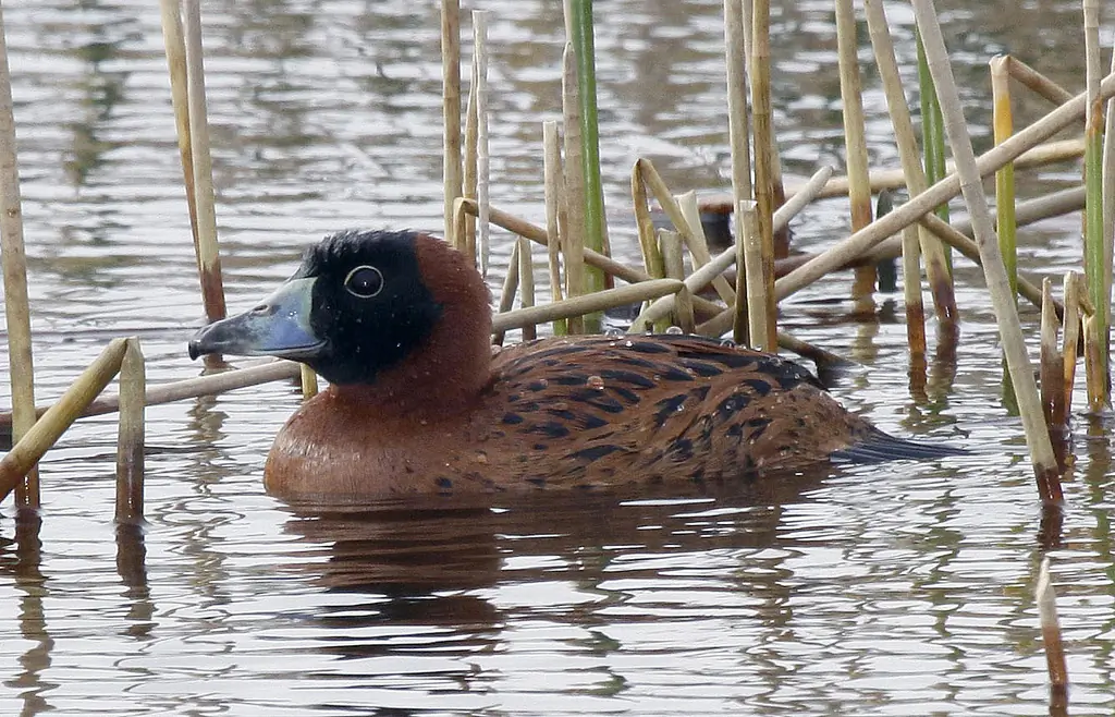 Masked duck