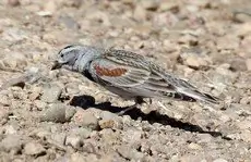 McCown's longspur