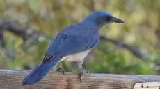 Mexican jay