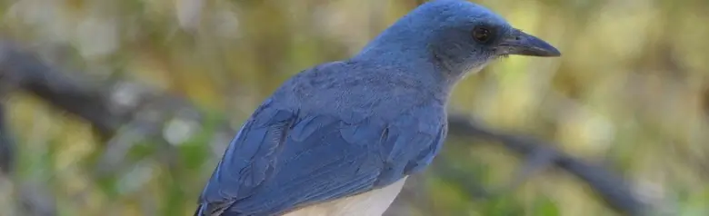 Mexican jay