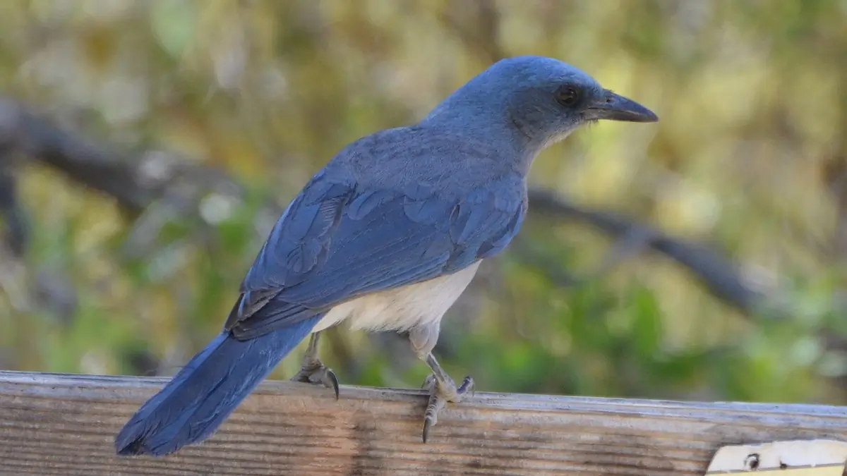 Mexican jay