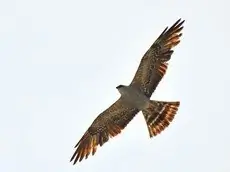 Mississippi kite