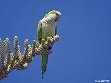 Monk parakeet