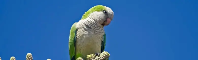 Monk parakeet