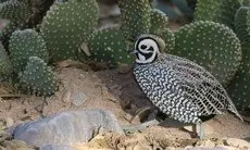 Montezuma quail