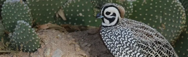 Montezuma quail