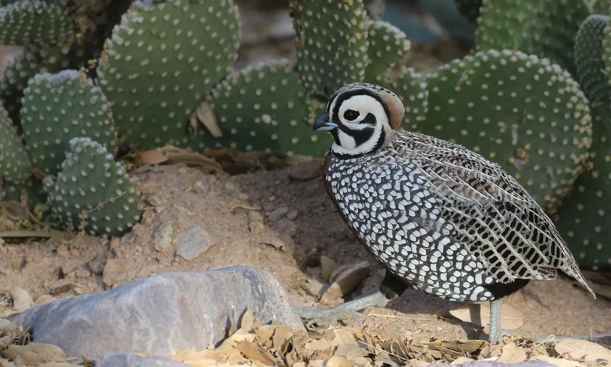 Montezuma quail